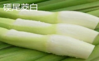 茭白的品种有哪些，这七个品质佳且产量高