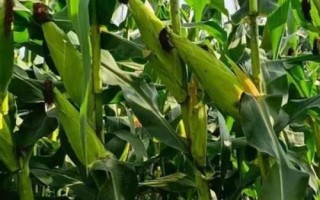 金苹618玉米种子介绍，生育期为127天左右