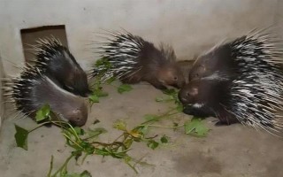 养殖豪猪的优势,其抗病能力强且劳力投入少