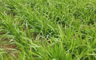 小麦返青后怎么管理，苗龄较小的田块要在春季锄划1-2次