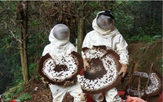 虎头蜂防蜂服的价格，一套需要180-240元左右