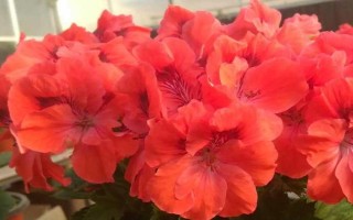 天竺葵缺水有什么症状，表现为枝叶干枯、盆土干燥等