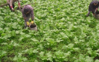 儿菜的种植技术，可以适当提早播种时间