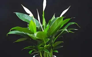 白掌的栽培管理方法，生长期间应经常保持盆土湿润