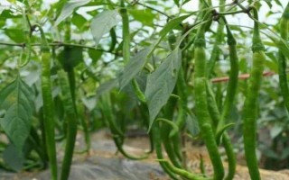 种辣椒能否不晒光，缺少光照容易落花落果