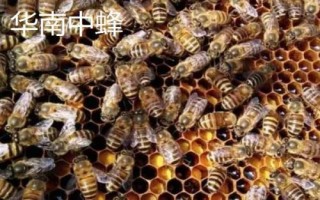 适合在广东养殖的中蜂,包括华南中蜂、双色中蜂等品种