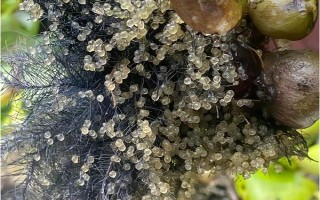 鲫鱼产卵多久结束，一般为3天左右