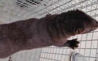 水貂换毛的原因，正常换毛一般发生在春秋季