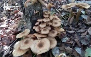 南方适合种植哪些菇类，竹荪、黑木耳、草菇等