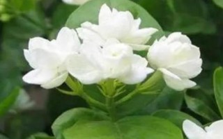 茉莉花的花语,寓意纯洁、忠贞和尊敬