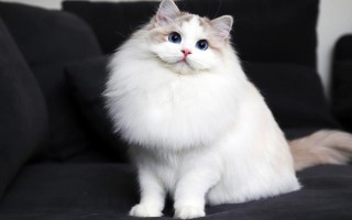 如何治疗猫胃肠炎，可先禁食禁水一段时间