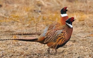 野鸡喜欢吃什么，喜欢吃各种昆虫、谷类、豆类等