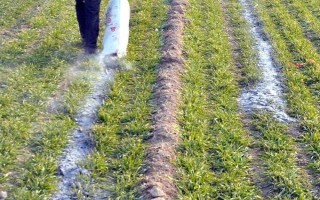 大蒜种植技术，播种前将蒜头放在阳光下晾晒2-3天