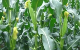 MC876玉米种子简介，中抗穗腐病