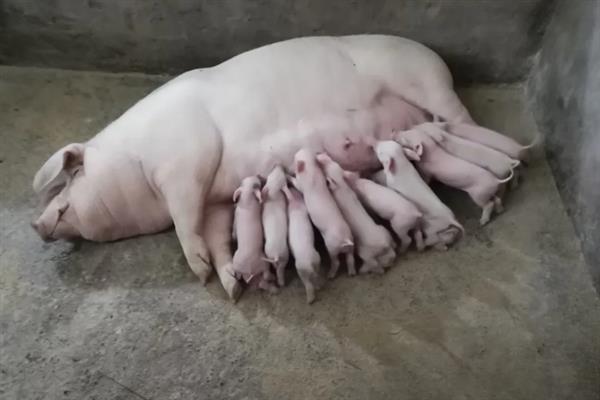 母猪产仔后不喂奶还咬小猪如何解决，根据引发原因采取针对性措施