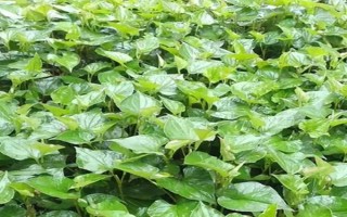 鱼腥草的形状，其茎杆和叶片都比较卷曲