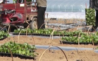 贝贝瓜的种植方法，合适的时间为3-4月份