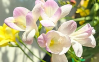 香雪兰的花语，寓意纯洁、幸福等