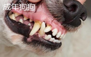 犬猫的牙齿数量,成年后一共会有42颗牙齿