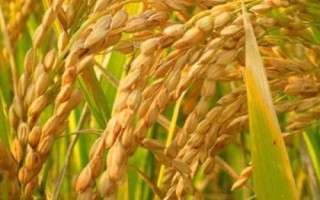 菁两优636水稻种子特点，籼型两系杂交水稻品种