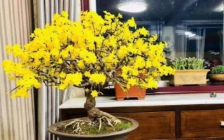 迎春花的养护方法,生长期间每10天半个月施肥一次