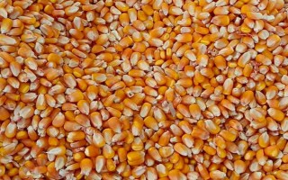 干玉米生虫用什么药，可选择磷化铝熏蒸杀虫