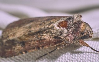 快速灭杀衣蛾的方法，可喷施净威灵衣蛾杀虫剂