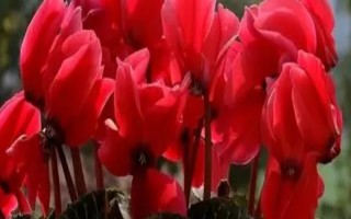 红色仙客来的花语，寓意嫉妒的爱、欢迎贵客等