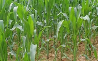 陕单24玉米品种简介,注意防治病虫害