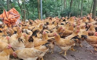 养鸡的要点，先选择合适的场地