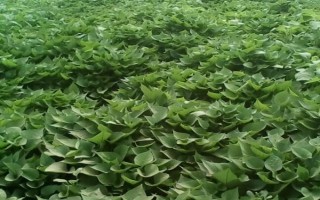 地瓜亩产多少，亩产量为4000-5000kg左右