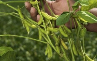 蒙科豆14大豆种子介绍,播种期:4月下旬