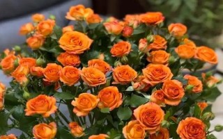 橙芭比的花语，寓意神秘的爱、羞怯等