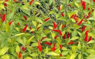 种植100亩朝天椒的利润，大概为65-80万元左右