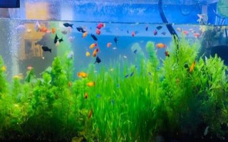 热带鱼水浑浊怎么办，需要给它适当换水