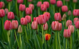 恋爱期间适合送什么花，可选择百合、玫瑰、勿忘我等品种