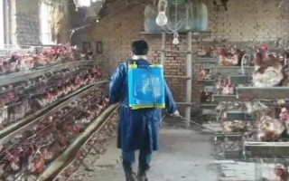农村鸡圈用什么消毒,一般用84消毒原液消毒