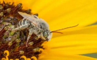 影响蜜蜂繁殖的原因,主要有蜜源、温度、湿度等