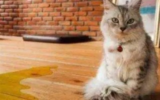 公猫绝育后乱拉乱尿的原因，可能是激素影响或应激影响