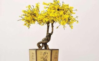 迎春花的养护方法,生长期间每10天半个月施肥一次