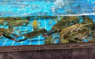 养殖澳洲龙虾的方法，前期应主喂动物性饲料