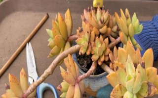 立秋能否对多肉换盆,可以更换但要避免根系和叶片受损