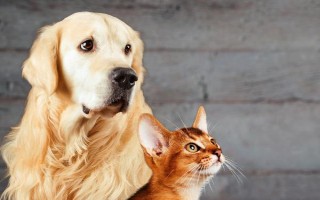 犬猫患上口炎疾病的原因，可能是误食骨刺或干硬的食物等因素造成