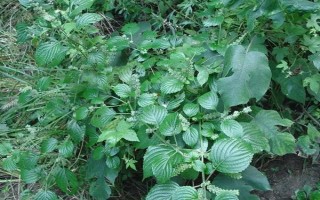 苏子的产地，在我国主产于安徽、湖南、台湾等省份