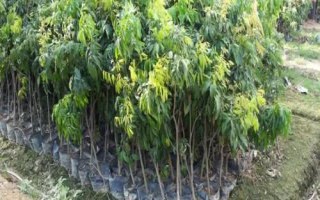 荔枝苗是圈枝苗好还是嫁接苗好,最好还是选择嫁接苗