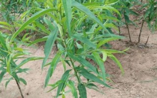 晚熟桃树苗品种推荐，以下几种具有发展潜力