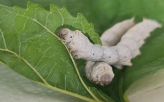 幼蚕宝宝怎么养护，要经常将纸盒中的碎渣