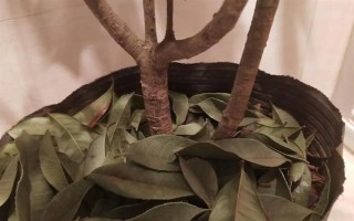 桂花的叶子掉光了还能成活吗，只要根部没受损便可活