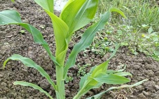 玉米分叉的原因，容易分蘖、顶端优势弱的品种会长出更多的分叉