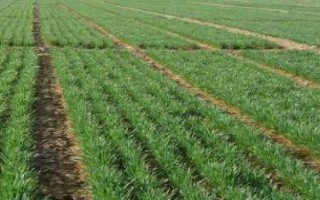 冬小麦的种植时间，通常在9月中下旬至10月上旬